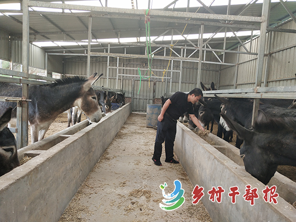 陜西圖為駐村工作隊(duì)隊(duì)長(zhǎng)朱亞東在驢舍2.jpg