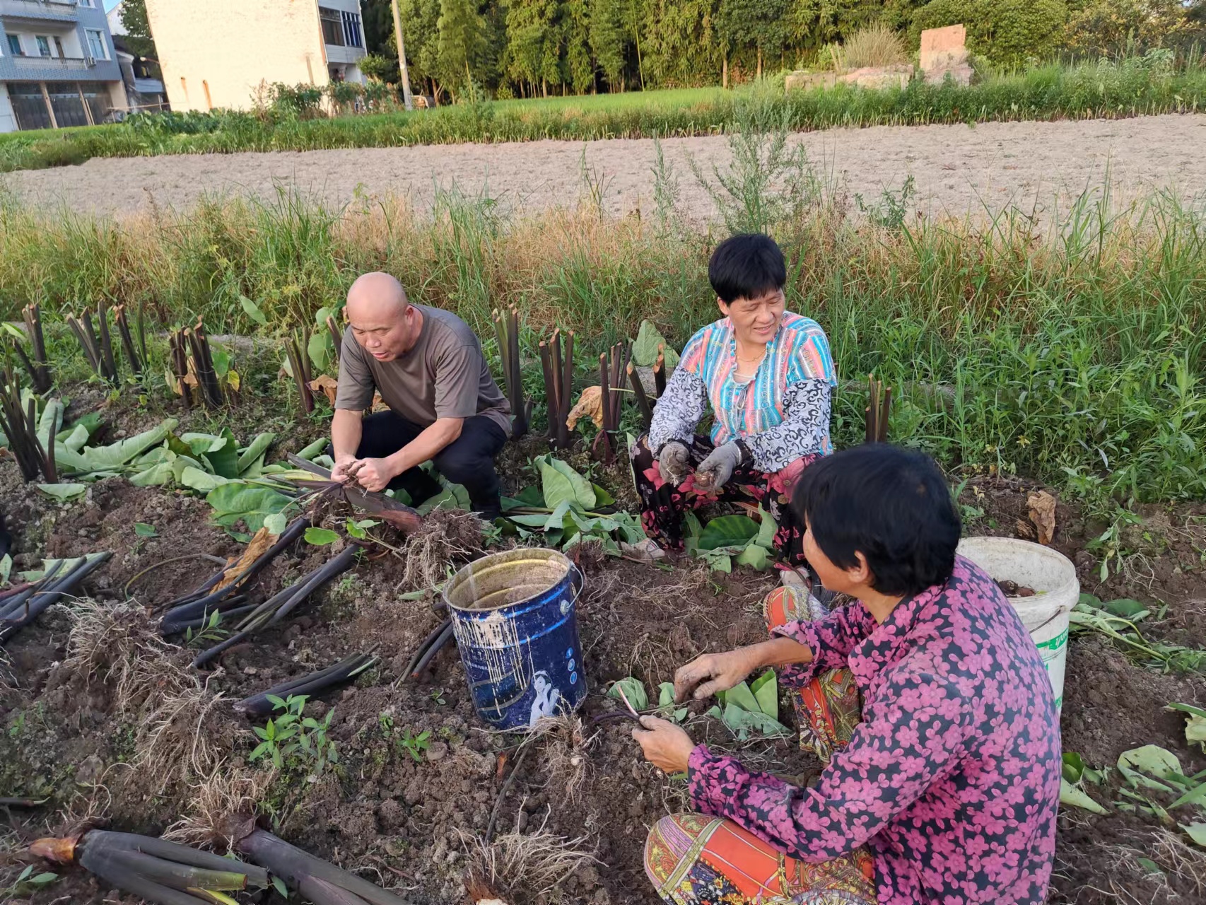 仙居縣白塔鎮(zhèn)上葉村農(nóng)村工作指導(dǎo)員錢(qián)云潘（左）和村民一起在田間采收成熟的芋頭，了解芋頭產(chǎn)量和銷售情況.jpg